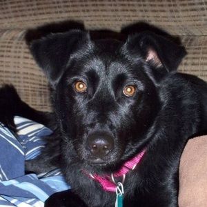 Meet your Posher, Danielle leamer